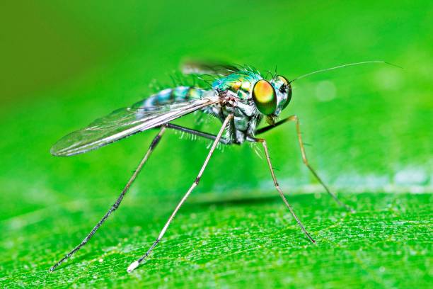 istock Long legged fly - insect on green leaf. 1313221556