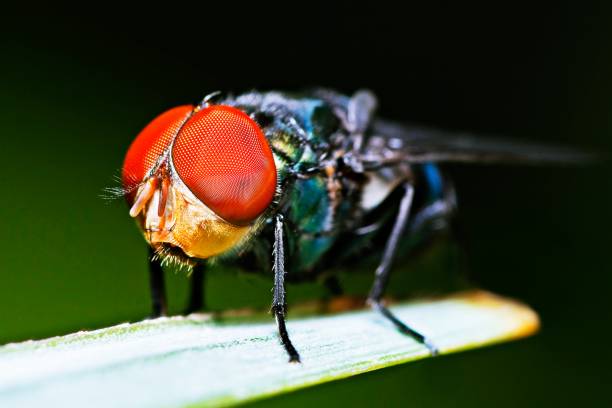 istock Red compound eyed Fly - insect on green leaf. 1313222578