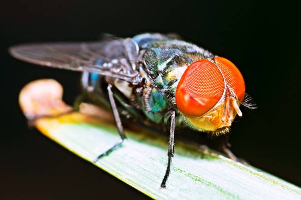 istock Red compound eyed Fly - insect on green leaf. 1313222618