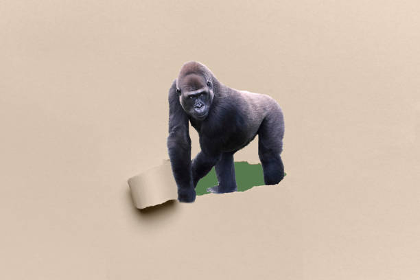 joven gorila silverback emergiendo de un cartón marrón roto - gorilla endangered species large isolated fotografías e imágenes de stock