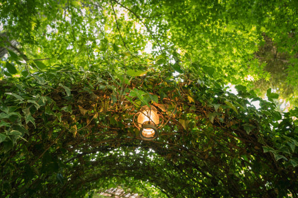 istock Take a walk in Inokashira park with fresh green 1313225315