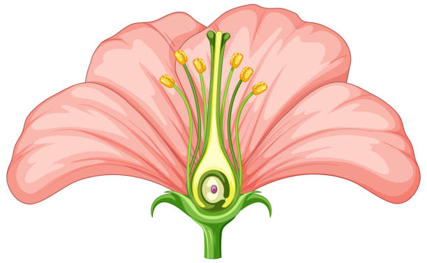 diagram przedstawiający części kwiatów - flower anatomy stock illustrations