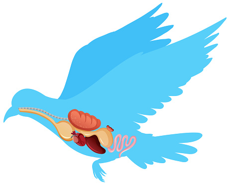 Anatomy of pigeon bird isolated on white background illustration