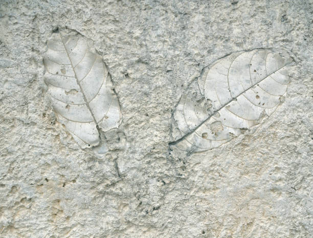 istock old marks of leaf on the gray concrete background 1313225507