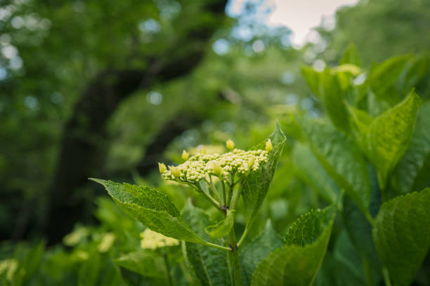 Hydrangea flowers with fresh green in Inokashira park