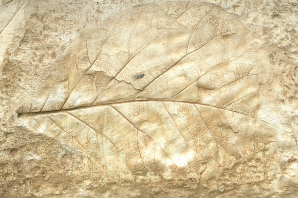 istock old marks of leaf on the gray concrete background 1313226218