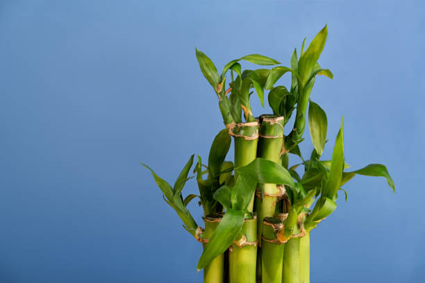 istock Bamboo stalks with leaves close up on a blue background 1313226250