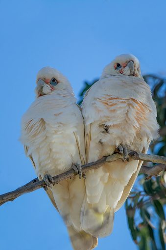 Australian native subspecies of the cockatoo