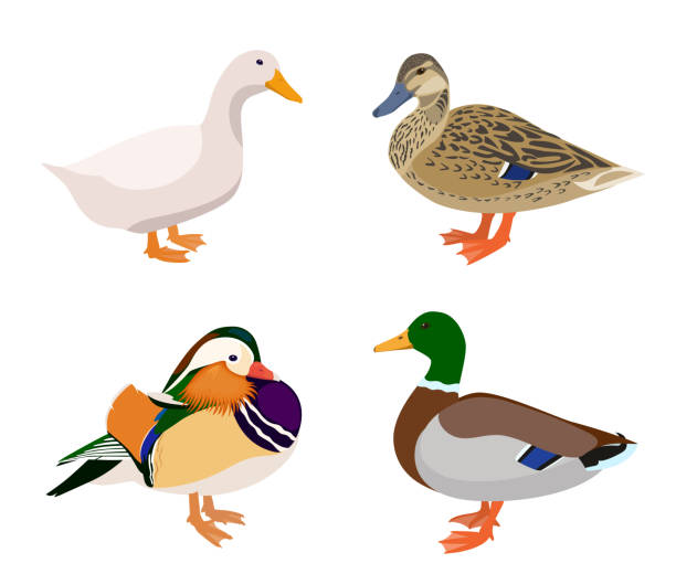 vektor-set von enten isoliert auf weißem hintergrund - erpel stock-grafiken, -clipart, -cartoons und -symbole