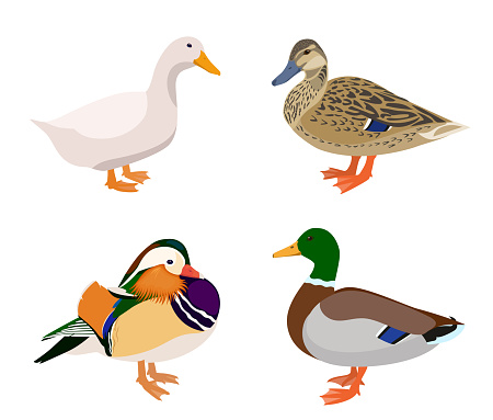 Collection of birds, illustration of mallard, domestic and mandarin ducks