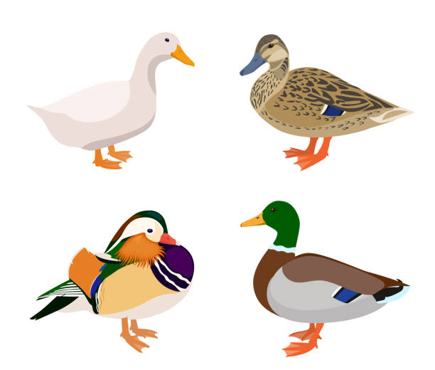Vector set of ducks isolated on white background Collection of birds, illustration of mallard, domestic and mandarin ducks mallard duck stock illustrations