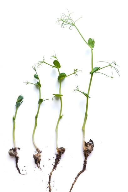 istock micro greens pea shoots in different grown stages lined up in a row against a white background 1313227607