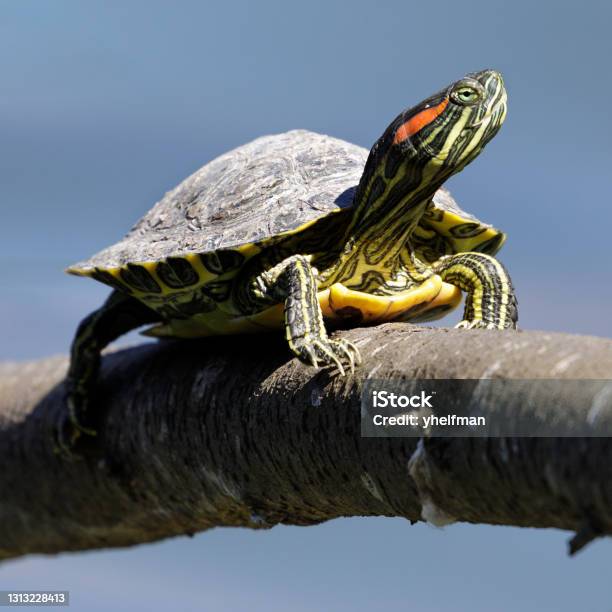 Redeared Slider Turtle Stretching Neck And Sunbathing On A Log Above A Pond Stow Lake San Francisco California Usa Stock Photo - Download Image Now
