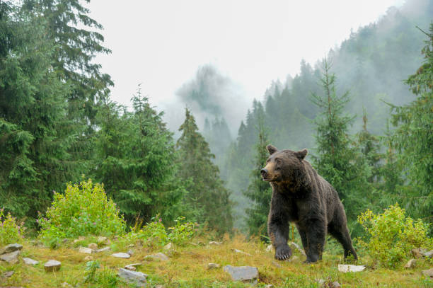 istock Wild  Brown Bear (Ursus Arctos) in the forest. 1313229541