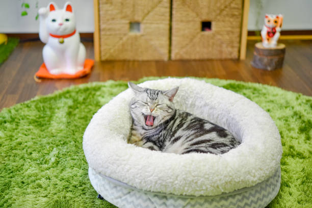 istock Cat yawning in bed 1313230343