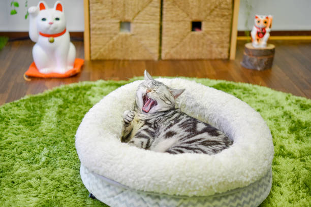 istock Cat yawning in bed 1313230348