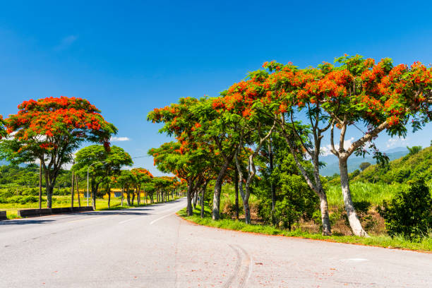 istock road scenery in Hualien, Taiwan. 1313230369