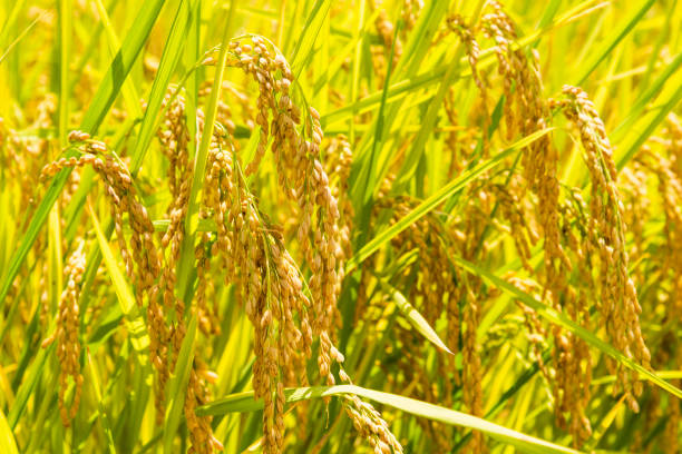 istock close-up of rice crop with the blurred background 1313230492