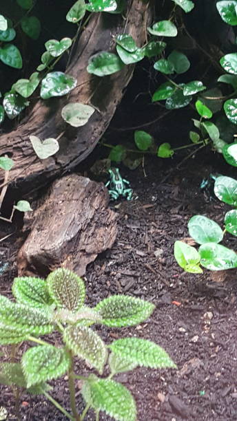 istock Green and Black Poison Dart Frog 1313232168