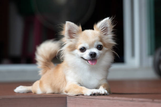 床に座っている茶色のチワワ。アジアの家の小さな犬�。幸せを感じ、犬をリラックス。 - color image animal sitting brown ストックフォトと画像