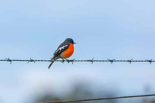 Tiny Flame Robin perched on a wire fence
