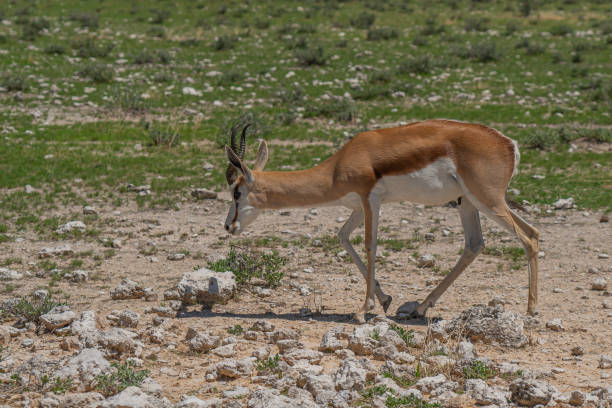 istock The springbok, medium-sized antelope beside the road at Etosha National park. Namibia 1313232697