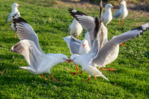 Flock of Seagulls fighting over a chip on the grass