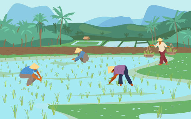 sawah asia bersama pekerja bertopi jerami mengerucut - paddy ilustrasi stok