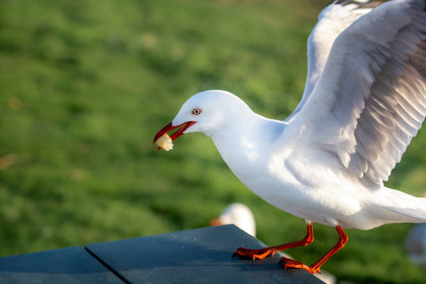 чайка ест чип - australian seagull стоковые фото и изображения