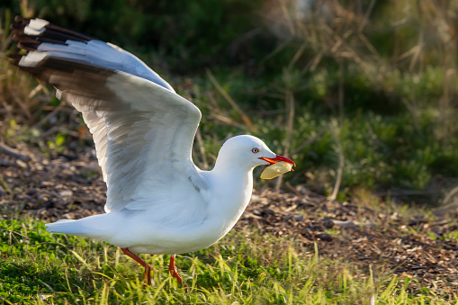 Seagull feeding on a chip on the grass