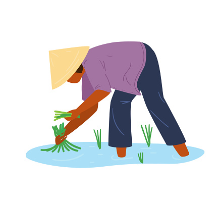 Asian Woman In Traditional Vietnamese Conical Straw Hat Working On Rice Field. Flat Vector Illustration.