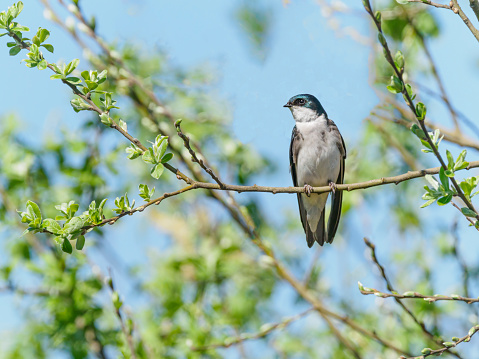 Tree Swallow (Tachycineta bicolor) perched on a tree branch in the Willamette Valley of Oregon. Has a blue sky background. Edited.