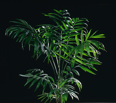 Leaves of Neanthe bella palm or parlour palm Chamaedorea elegans
