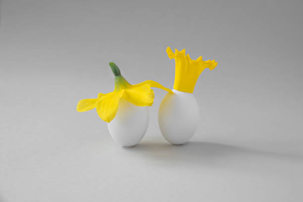 istock Two eggs with a hat and a crown of a daffodil flower on a gray background. 1313233667