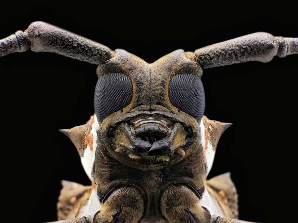 istock Mirip Kamen Rider Kuga this Face 1313233676
