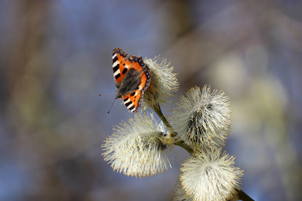 istock Butterfly on pussy willow in spring 1313233757
