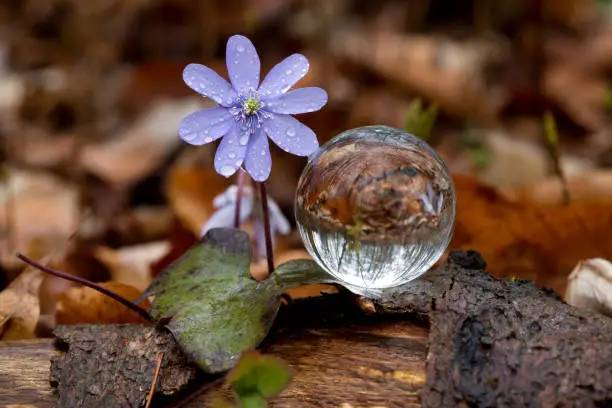 Liverwort with glass ball in the forest