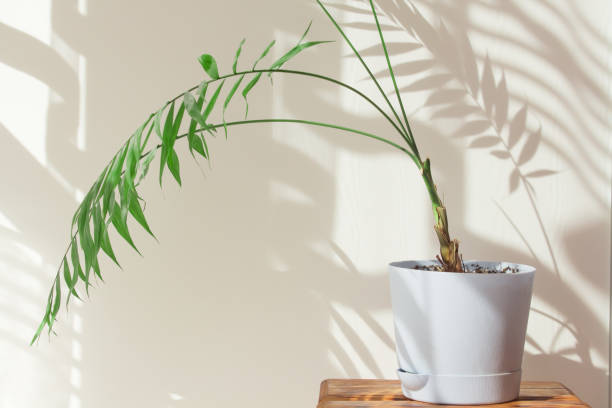 Palm leaves and shadows on a white wall in sunlight during the day. Minimalistic modern still life in white and green