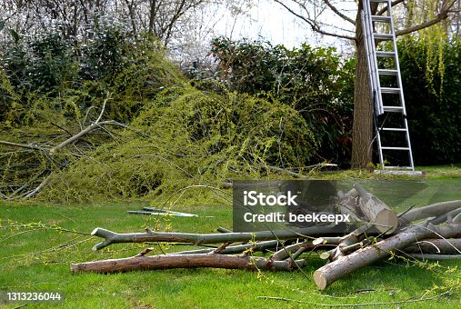 istock workplace in the garden, where the size of the weeping willow crown supported by an aluminum ladder from which the gardener can easily 1313236044