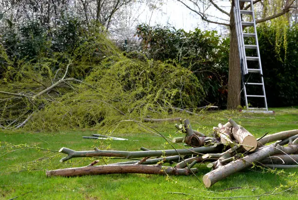 workplace in the garden, where the size of the weeping willow crown is reduced. most of the branches lie on the lawn and the trunk is supported by an aluminum ladder from which the gardener can easily, salix alba tristis