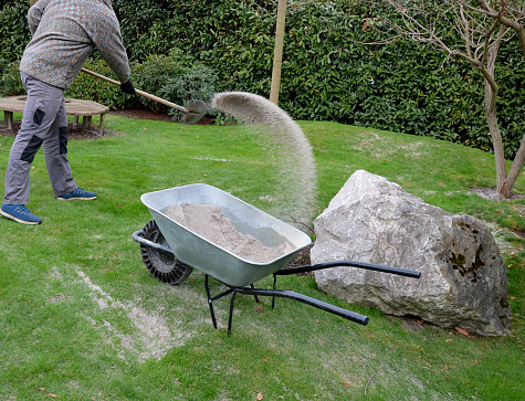after pruning a bunch of lawn, gardeners apply silica white sand. for better structure and airiness against grass mold. load on a wheelbarrow from the body of a truck