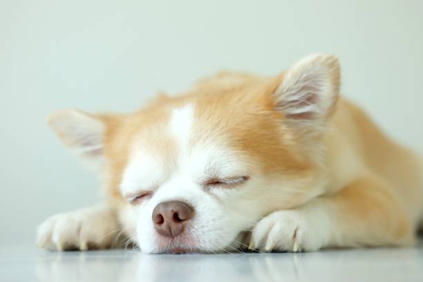 istock Brown chihuahua dog 1313236873