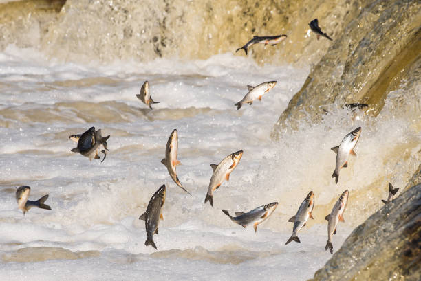 istock Fishes go for spawning upstream. Vimba jumps over waterfall on the Venta River. Kuldiga, Latvia 1313238770