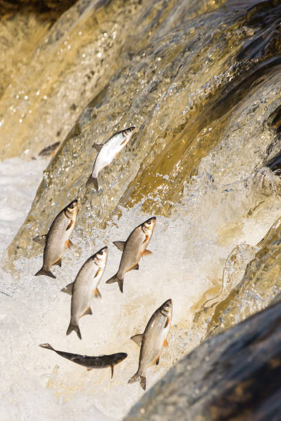 istock Fishes go for spawning upstream. Vimba jumps over waterfall on the Venta River. Kuldiga, Latvia 1313238778