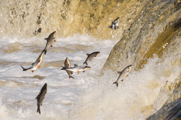 istock Fishes go for spawning upstream. Vimba jumps over waterfall on the Venta River. Kuldiga, Latvia 1313238791