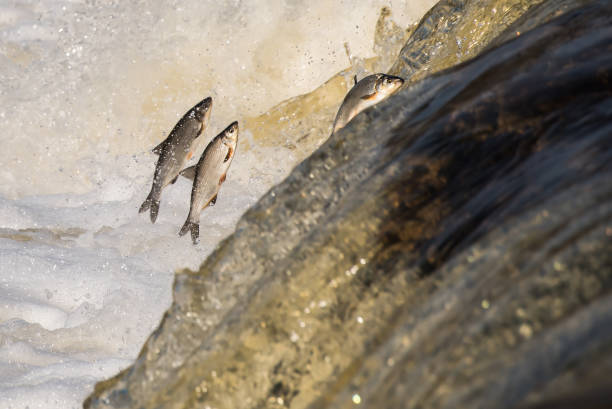istock Fishes go for spawning upstream. Vimba jumps over waterfall on the Venta River. Kuldiga, Latvia 1313238801
