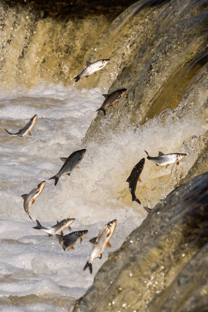 istock Fishes go for spawning upstream. Vimba jumps over waterfall on the Venta River. Kuldiga, Latvia 1313238816