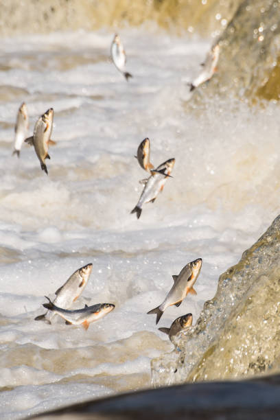 istock Fishes go for spawning upstream. Vimba jumps over waterfall on the Venta River. Kuldiga, Latvia 1313238822