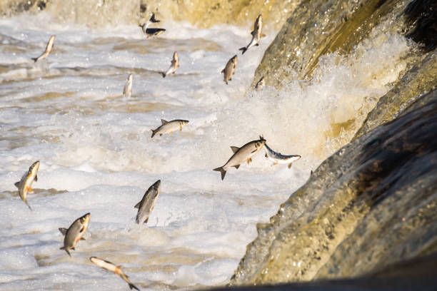 istock Fishes go for spawning upstream. Vimba jumps over waterfall on the Venta River. Kuldiga, Latvia 1313238835