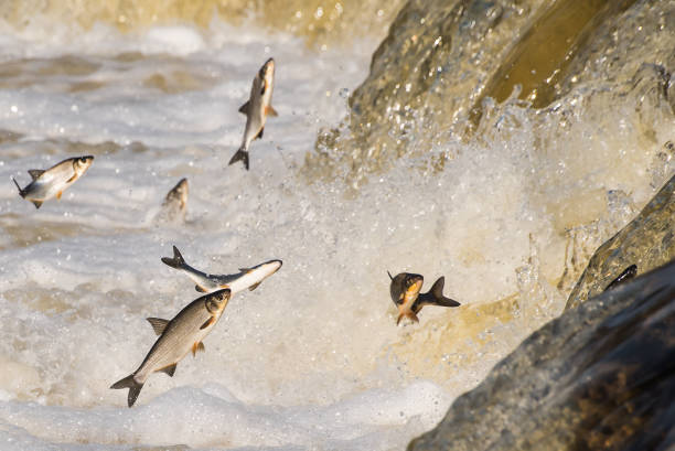 istock Fishes go for spawning upstream. Vimba jumps over waterfall on the Venta River. Kuldiga, Latvia 1313238836